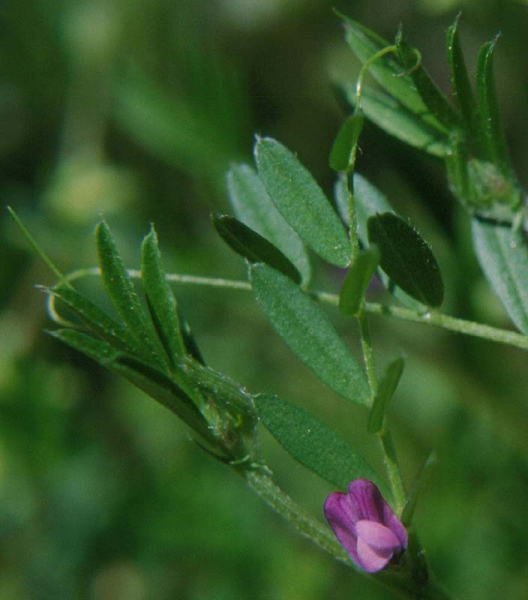 Pflanzenbild gross Platterbsen-Wicke - Vicia lathyroides