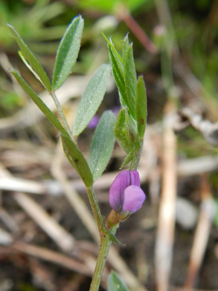 Pflanzenbild gross Platterbsen-Wicke - Vicia lathyroides