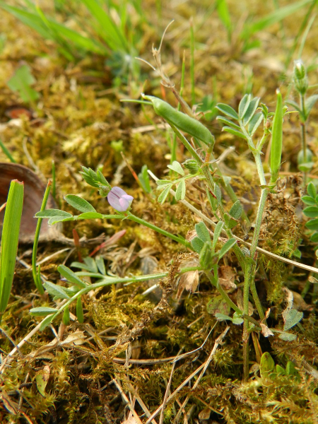 Pflanzenbild gross Platterbsen-Wicke - Vicia lathyroides