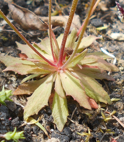 Pflanzenbild gross Nordischer Mannsschild - Androsace septentrionalis