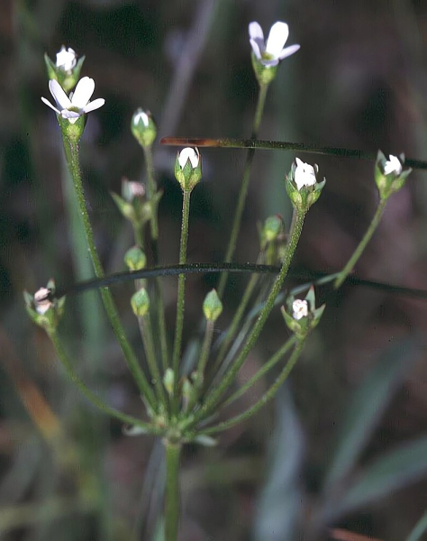 Pflanzenbild gross Nordischer Mannsschild - Androsace septentrionalis