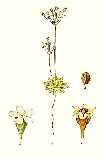 Pflanzenbild gross Nordischer Mannsschild - Androsace septentrionalis