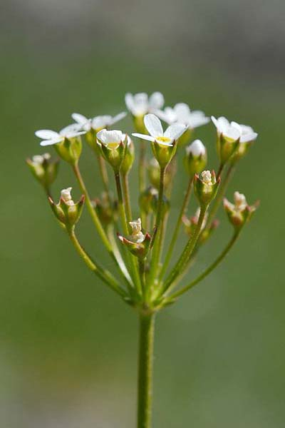 Pflanzenbild gross Nordischer Mannsschild - Androsace septentrionalis