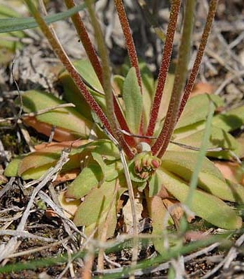 Pflanzenbild gross Nordischer Mannsschild - Androsace septentrionalis