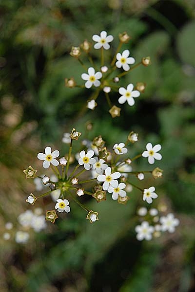 Pflanzenbild gross Nordischer Mannsschild - Androsace septentrionalis