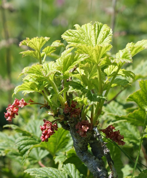 Pflanzenbild gross Felsen-Johannisbeere - Ribes petraeum