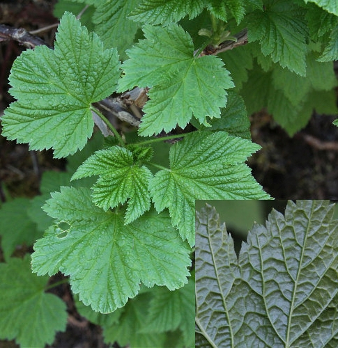 Pflanzenbild gross Felsen-Johannisbeere - Ribes petraeum