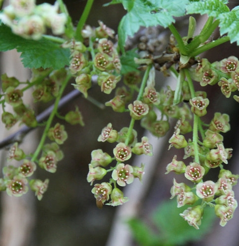 Pflanzenbild gross Felsen-Johannisbeere - Ribes petraeum