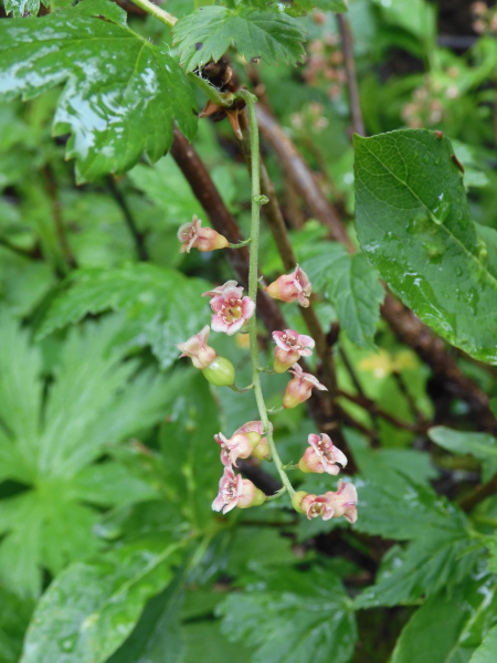 Pflanzenbild gross Felsen-Johannisbeere - Ribes petraeum