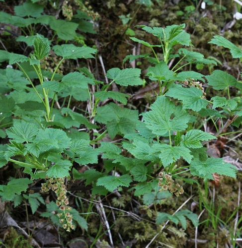 Pflanzenbild gross Felsen-Johannisbeere - Ribes petraeum