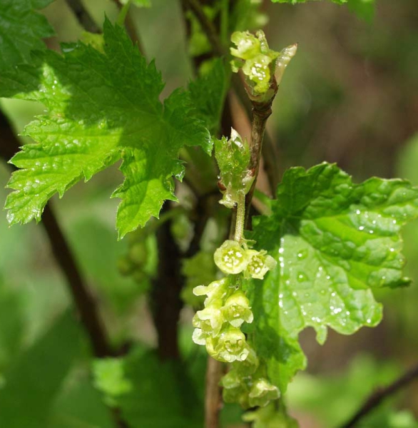 Pflanzenbild gross Felsen-Johannisbeere - Ribes petraeum