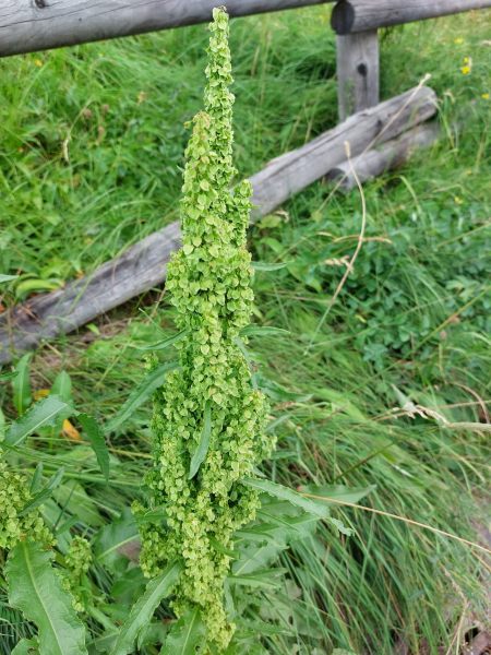 Pflanzenbild gross Langblättriger Ampfer - Rumex longifolius