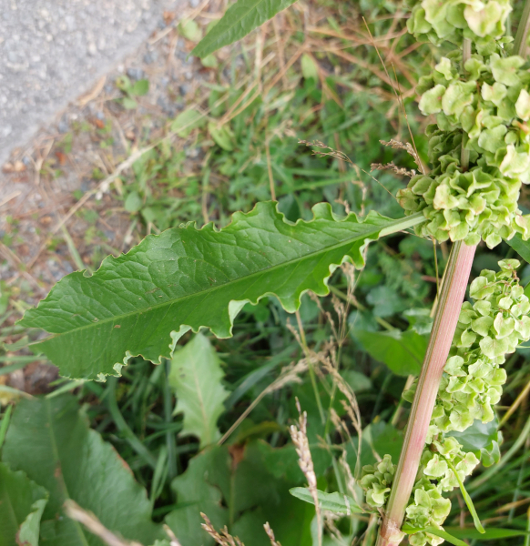Pflanzenbild gross Langblättriger Ampfer - Rumex longifolius
