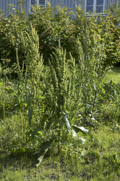 Pflanzenbild gross Langblättriger Ampfer - Rumex longifolius