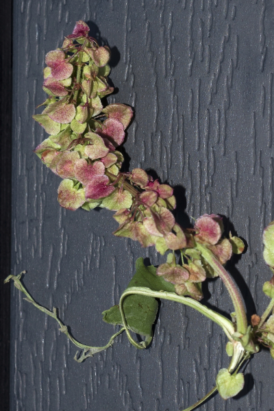 Pflanzenbild gross Langblättriger Ampfer - Rumex longifolius