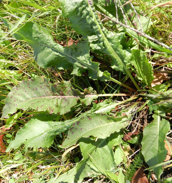 Pflanzenbild gross Langblättriger Ampfer - Rumex longifolius