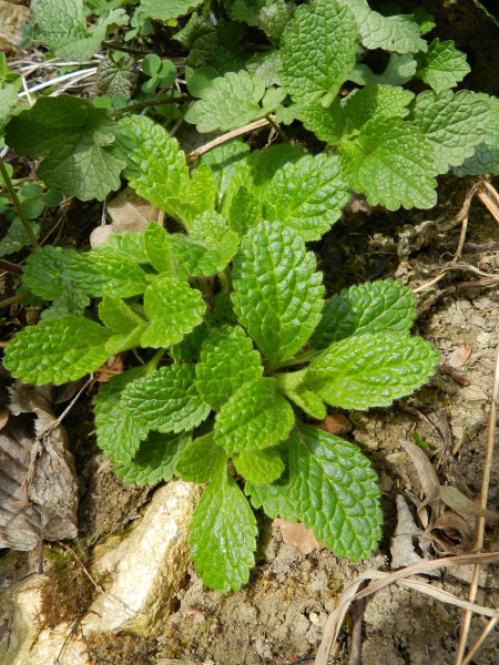 Pflanzenbild gross Aufrechter Ziest - Stachys recta
