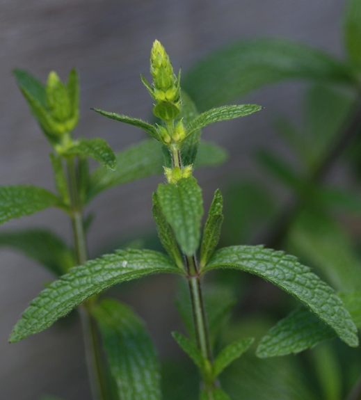 Pflanzenbild gross Aufrechter Ziest - Stachys recta