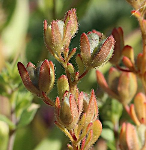 Pflanzenbild gross Dillenius' Ehrenpreis - Veronica dillenii