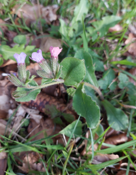 Pflanzenbild gross Dunkelgrünes Lungenkraut - Pulmonaria obscura