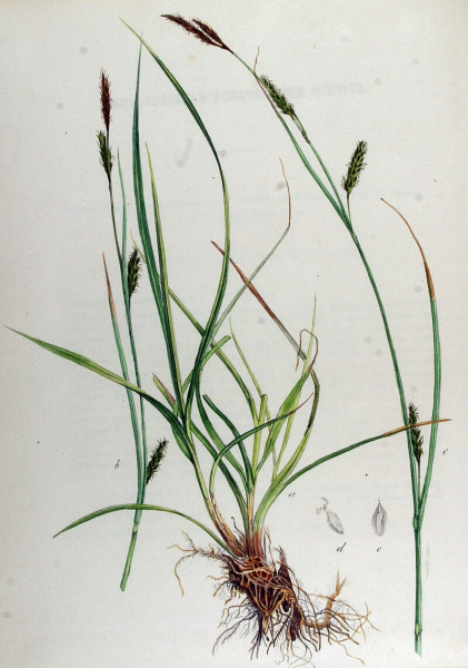 Pflanzenbild gross Langgliederige Segge - Carex distans