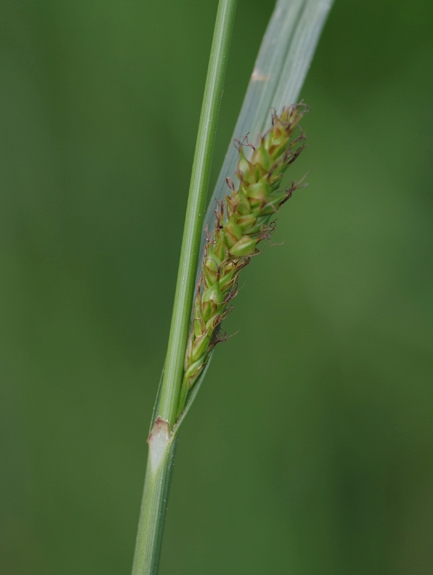 Pflanzenbild gross Langgliederige Segge - Carex distans