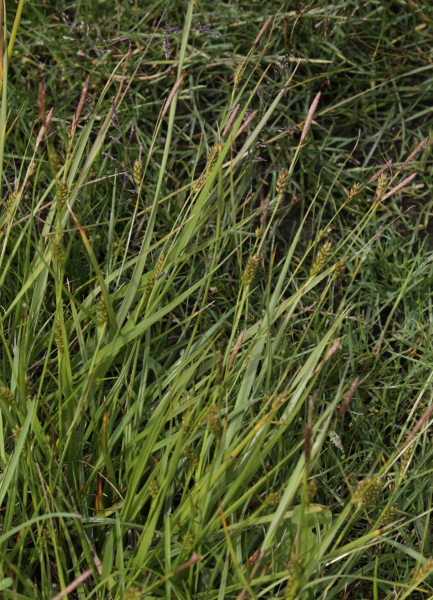 Pflanzenbild gross Langgliederige Segge - Carex distans