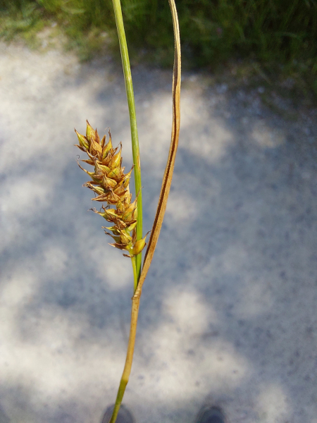 Pflanzenbild gross Langgliederige Segge - Carex distans
