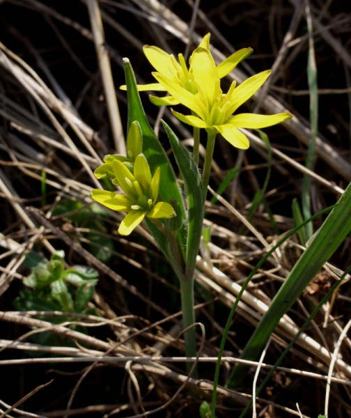 Pflanzenbild gross Wiesen-Gelbstern - Gagea pratensis