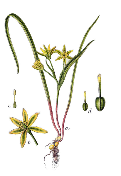 Pflanzenbild gross Wiesen-Gelbstern - Gagea pratensis