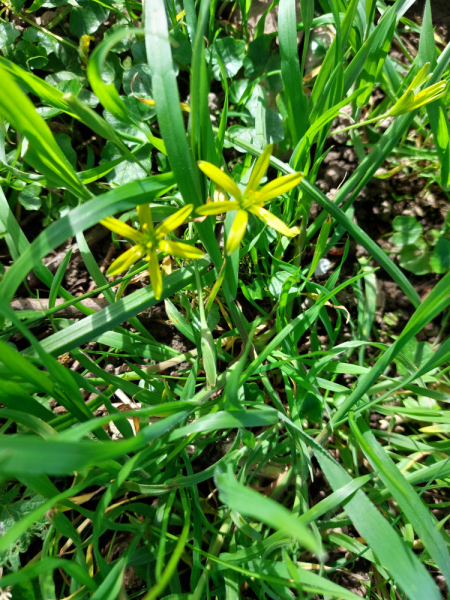 Pflanzenbild gross Wiesen-Gelbstern - Gagea pratensis