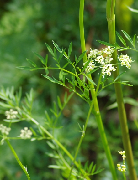 Pflanzenbild gross Wiesensilge - Silaum silaus
