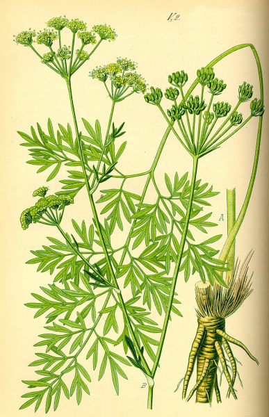 Pflanzenbild gross Wiesensilge - Silaum silaus