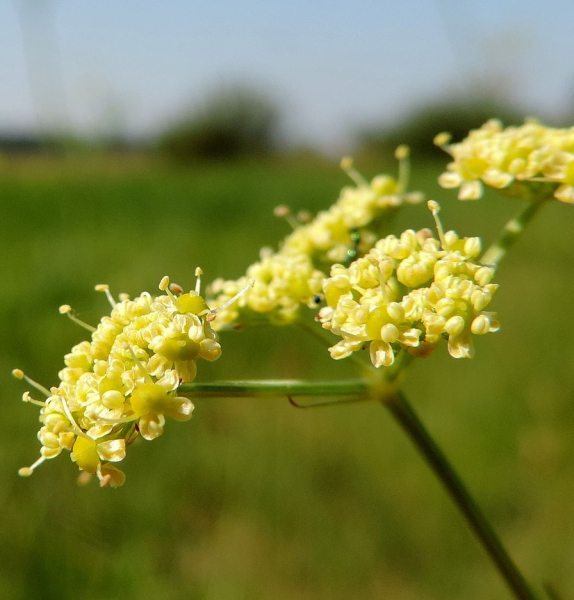 Pflanzenbild gross Wiesensilge - Silaum silaus
