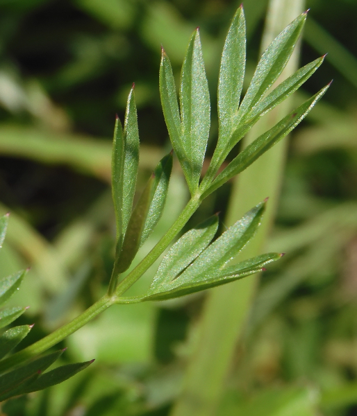 Pflanzenbild gross Wiesensilge - Silaum silaus