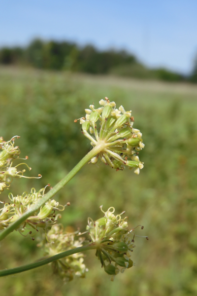 Pflanzenbild gross Wiesensilge - Silaum silaus