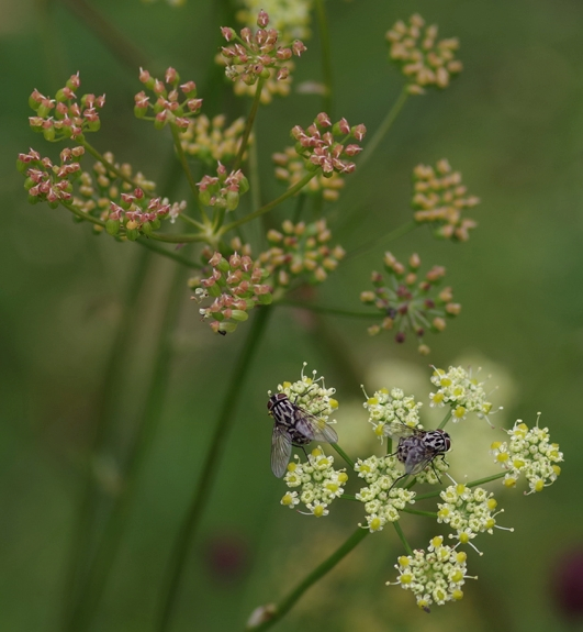 Pflanzenbild gross Wiesensilge - Silaum silaus