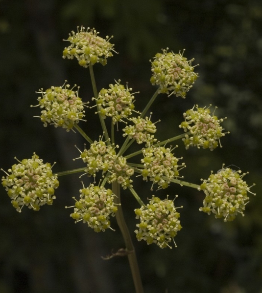 Pflanzenbild gross Wiesensilge - Silaum silaus