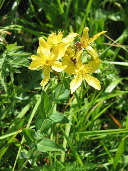 Pflanzenbild gross Richers Johanniskraut - Hypericum richeri