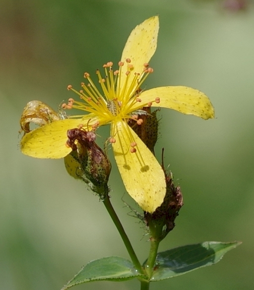 Pflanzenbild gross Richers Johanniskraut - Hypericum richeri