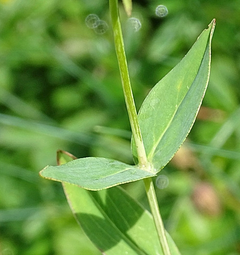 Pflanzenbild gross Richers Johanniskraut - Hypericum richeri
