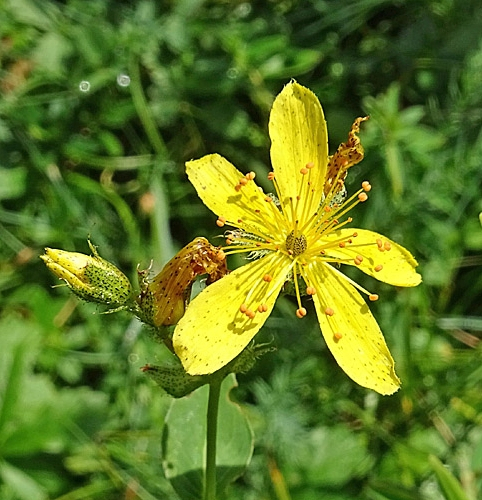 Pflanzenbild gross Richers Johanniskraut - Hypericum richeri