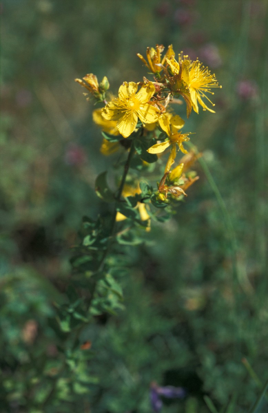 Pflanzenbild gross Richers Johanniskraut - Hypericum richeri