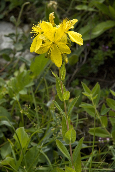 Pflanzenbild gross Richers Johanniskraut - Hypericum richeri