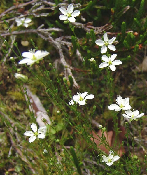 Pflanzenbild gross Knotiges Mastkraut - Sagina nodosa