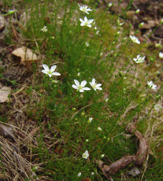 Pflanzenbild gross Knotiges Mastkraut - Sagina nodosa