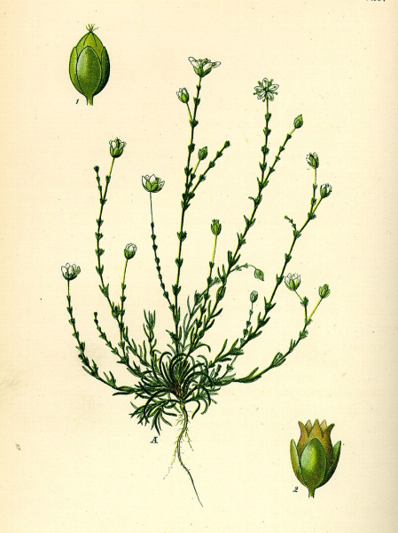 Pflanzenbild gross Knotiges Mastkraut - Sagina nodosa