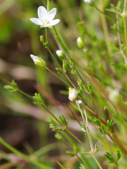 Pflanzenbild gross Knotiges Mastkraut - Sagina nodosa