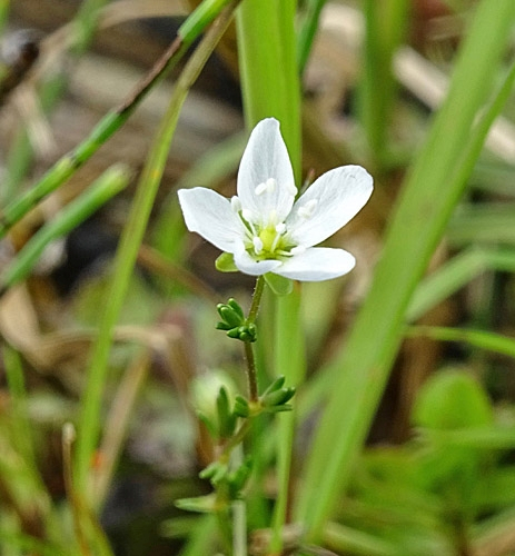 Pflanzenbild gross Knotiges Mastkraut - Sagina nodosa