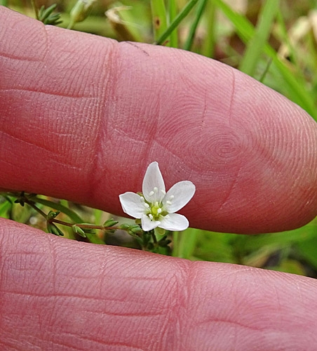 Pflanzenbild gross Knotiges Mastkraut - Sagina nodosa